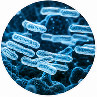 Prebiotics