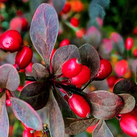Berberine